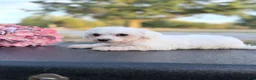 Bichon Frise dogs for sale: Bichon Frise - Mandie - Ad 1