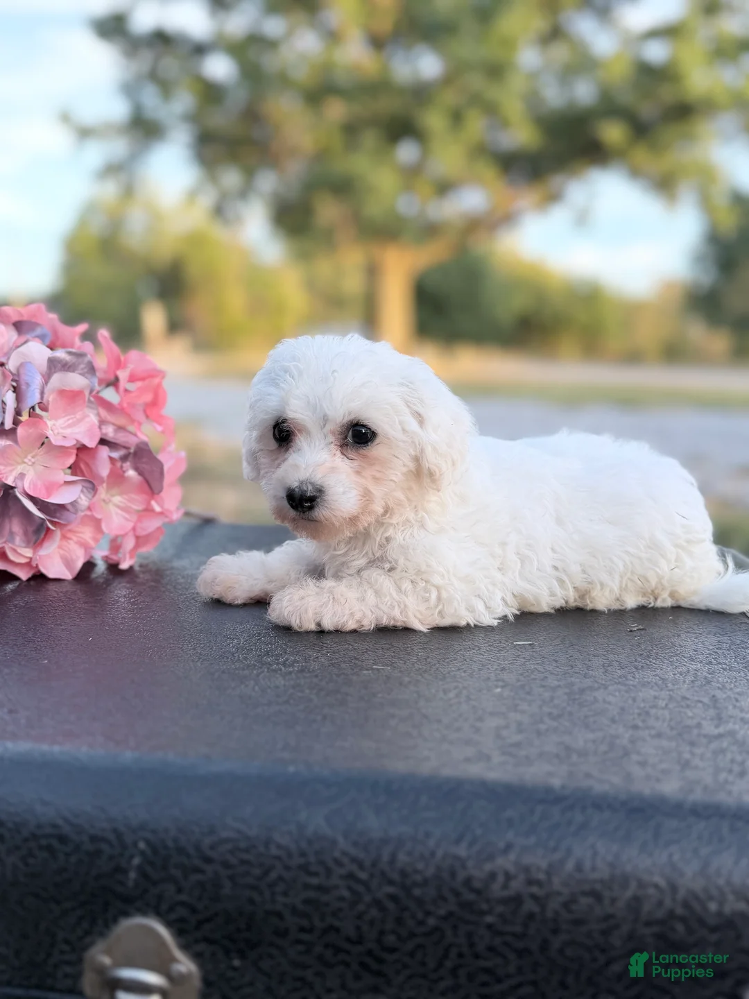 Bichon Frise dogs for sale: Bichon Frise - Mandie - Ad 1