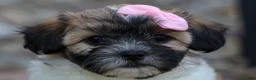 Teddy Bear dogs for sale: Blossom 💕 - Ad 12