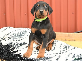 Doberman Pinscher dogs - Ad 39
