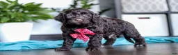Portuguese Water Dog dogs for sale: Teddy - Ad 5