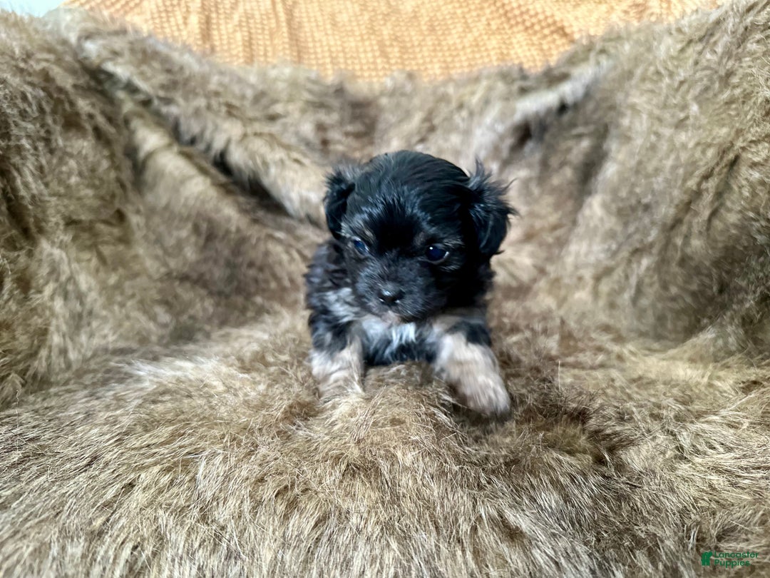 Mixed Breed dogs for sale: Tidbit - Ad 2