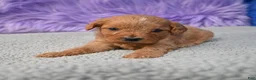 Cavapoo dogs for sale: Cavapoo 6 - Ad 18