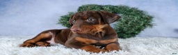 Doberman Pinscher dogs for sale: TASHA - Ad 8
