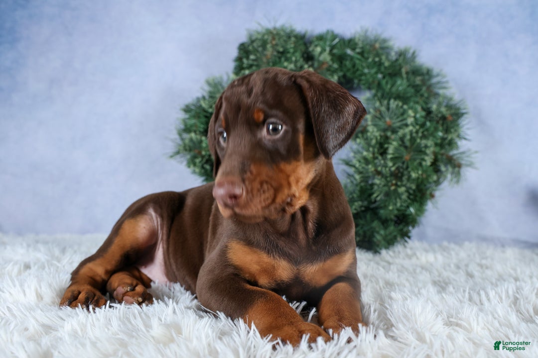 Doberman Pinscher dogs for sale: TASHA - Ad 8