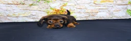 Miniature Dachshund dogs for sale: Lizz - Ad 20