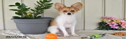 Papillon dogs for sale: Dylan - Ad 5