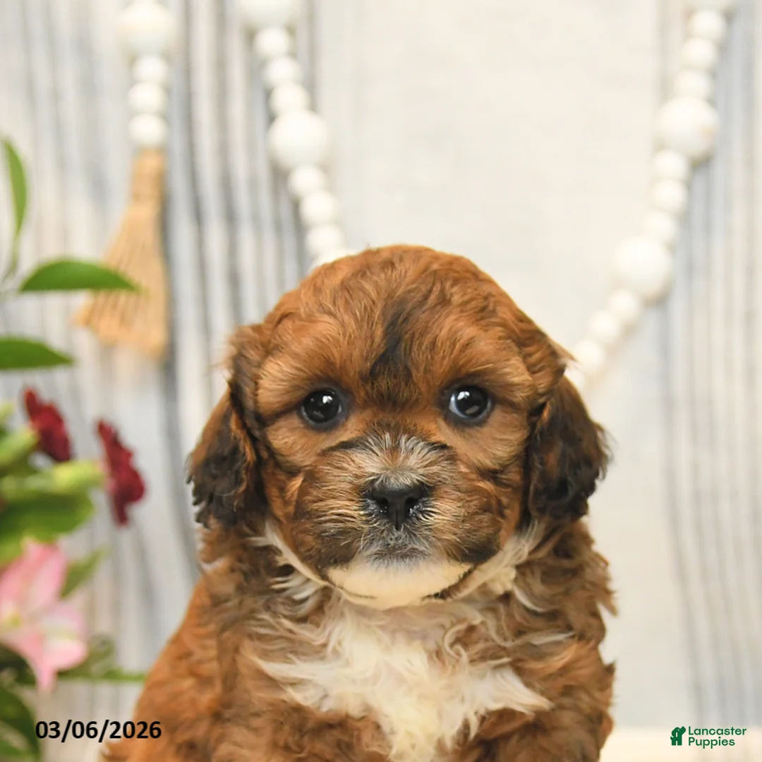 Shihpoo dogs for sale: Loyal - Ad 5