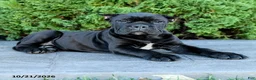 Cane Corso dogs for sale: Legend - Ad 5