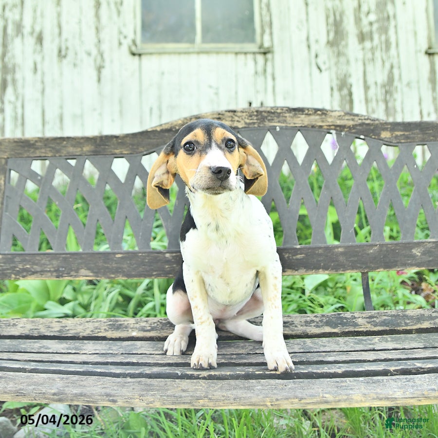 Mixed Breed dogs Dixie - Ad 1