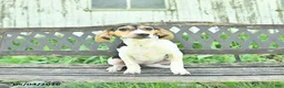 Mixed Breed dogs for sale: Dixie - Ad 1