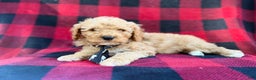 Cavapoo dogs for sale: Dexter - Ad 3
