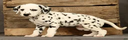 Dalmatian dogs for sale: Connie - Ad 8