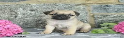 Jug dogs for sale: Kandy  - Ad 3