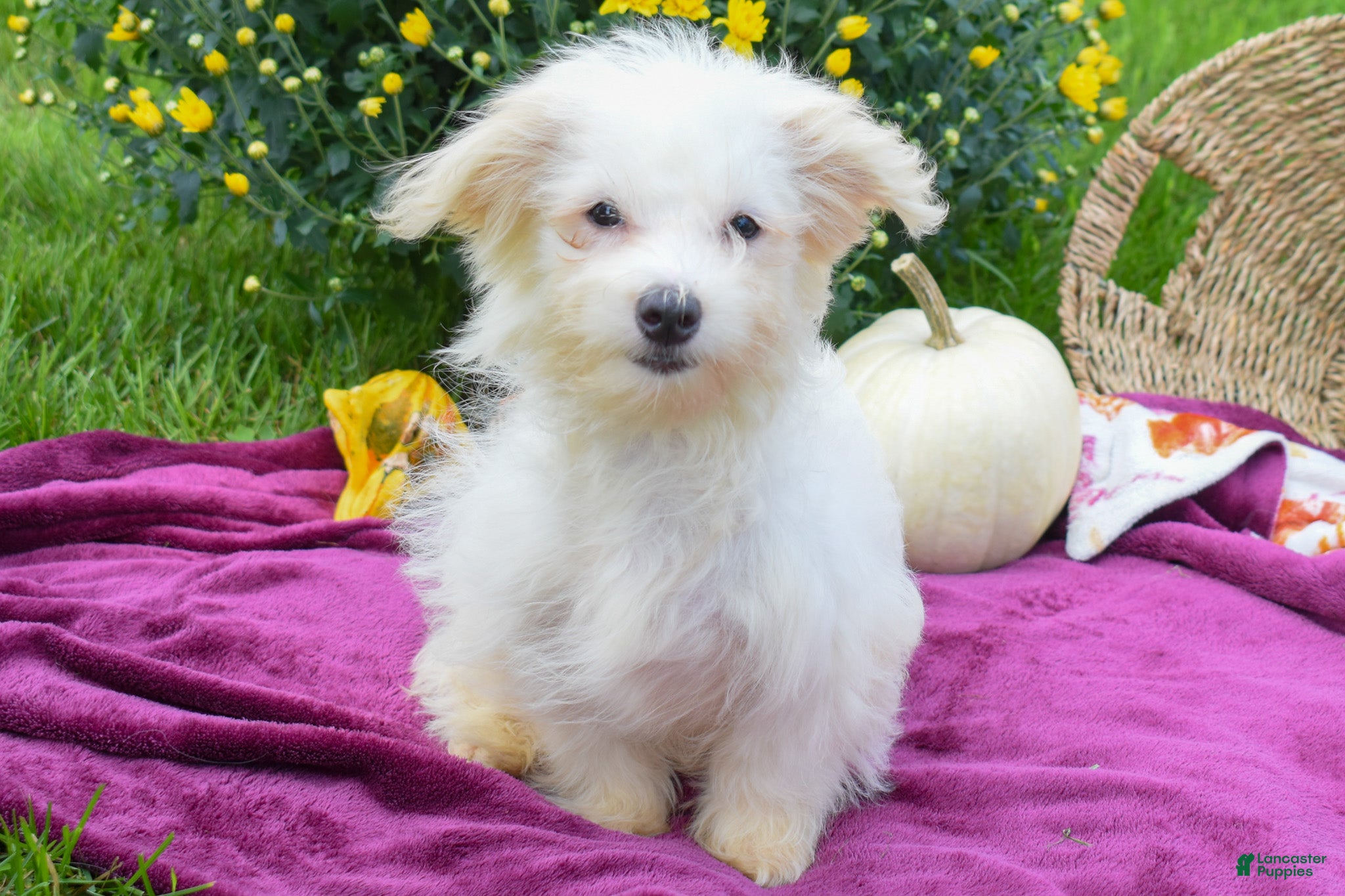 Maltese