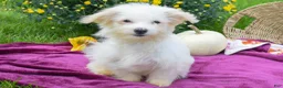 Maltese dogs for sale: Rusty ✨ - Ad 2