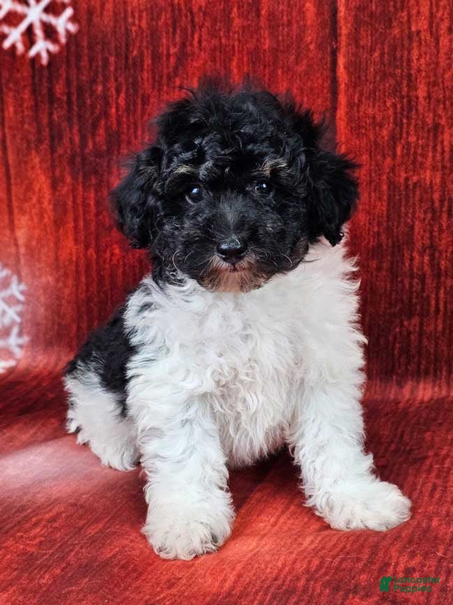 Miniature Poodle dogs Comet - Ad 28