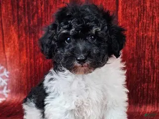 Miniature Poodle dogs Comet - Ad 20