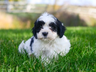 Teddy Bear dogs - Ad 19