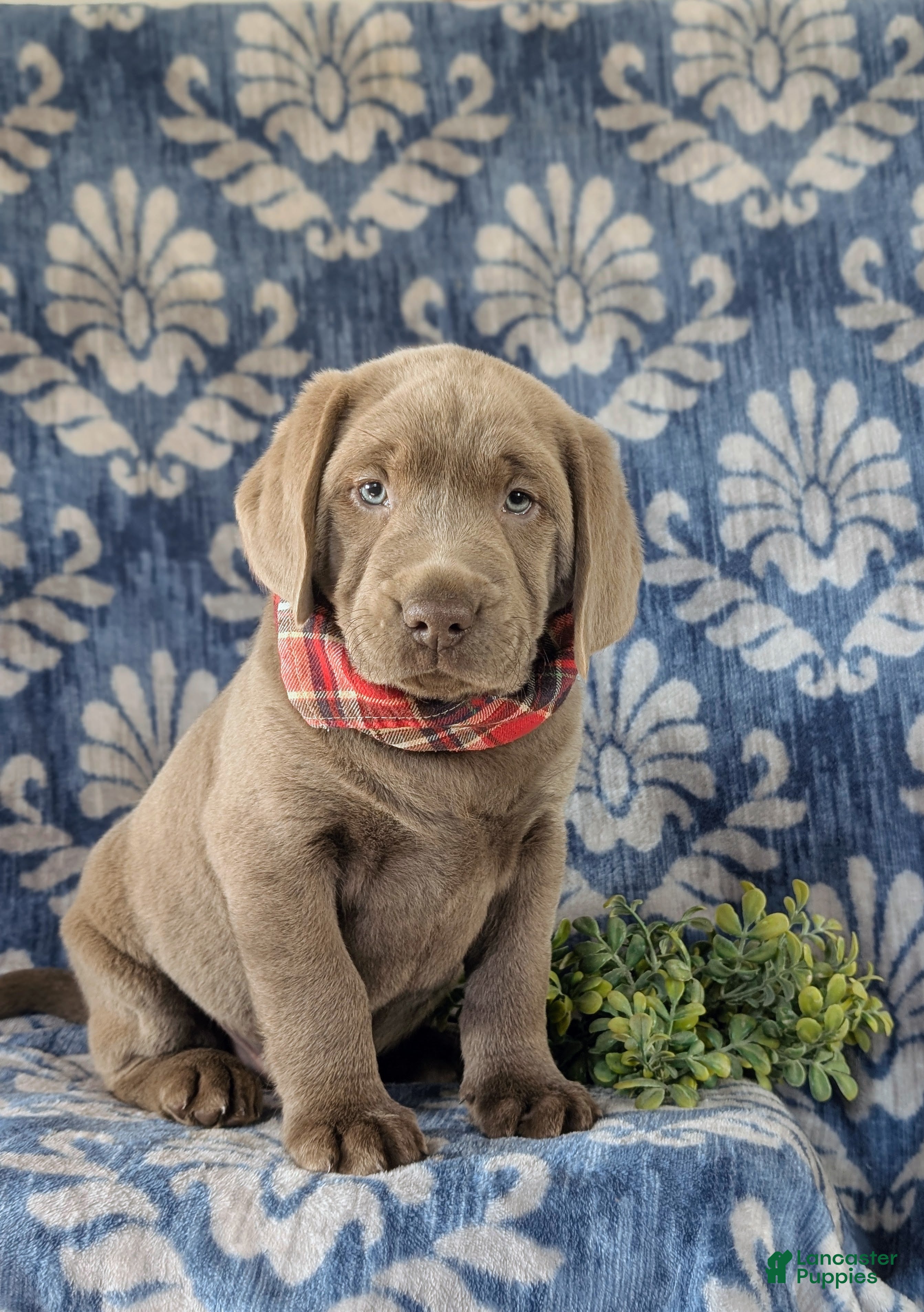 Labrador Retriever dogs Conroy AKC Silver Lab - Ad 19
