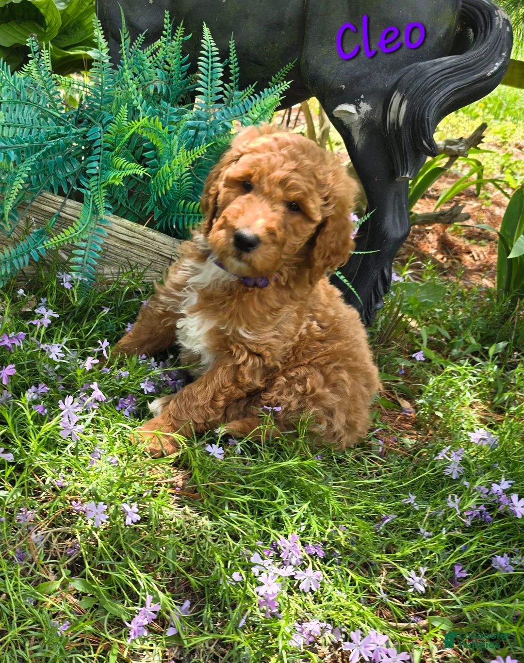 Goldendoodle dogs for sale: Goldendoodle Puppy 8 - Ad 31