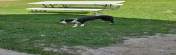 Border Collie dogs for sale: Border Collie 1 - Ad 1