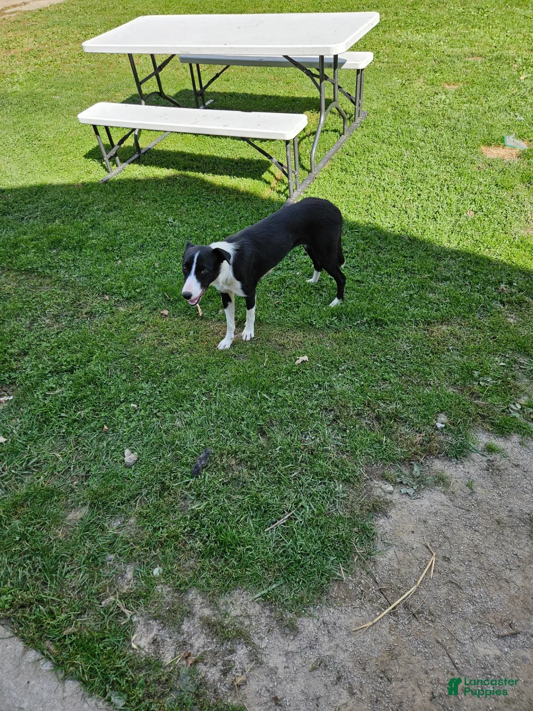 Border Collie dogs for sale: Border Collie 1 - Ad 1