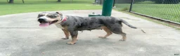 American Bully dogs for sale: American Bully 1 - Ad 2