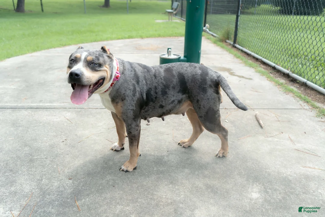 American Bully dogs for sale: American Bully 1 - Ad 2