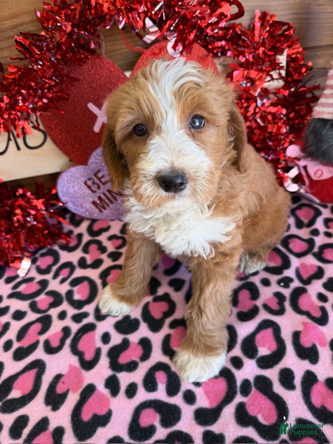 Labradoodle dogs for sale: Cody - Ad 1