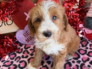 Labradoodle dogs Cody - Ad 30