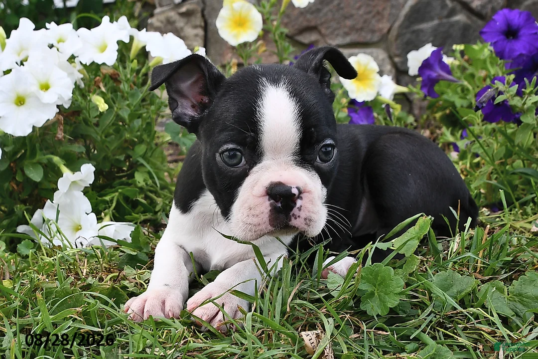 Boston Terrier dogs for sale: Sara  - Ad 1