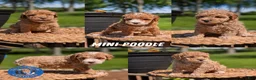 Miniature Poodle dogs for sale: Malia - Ad 13