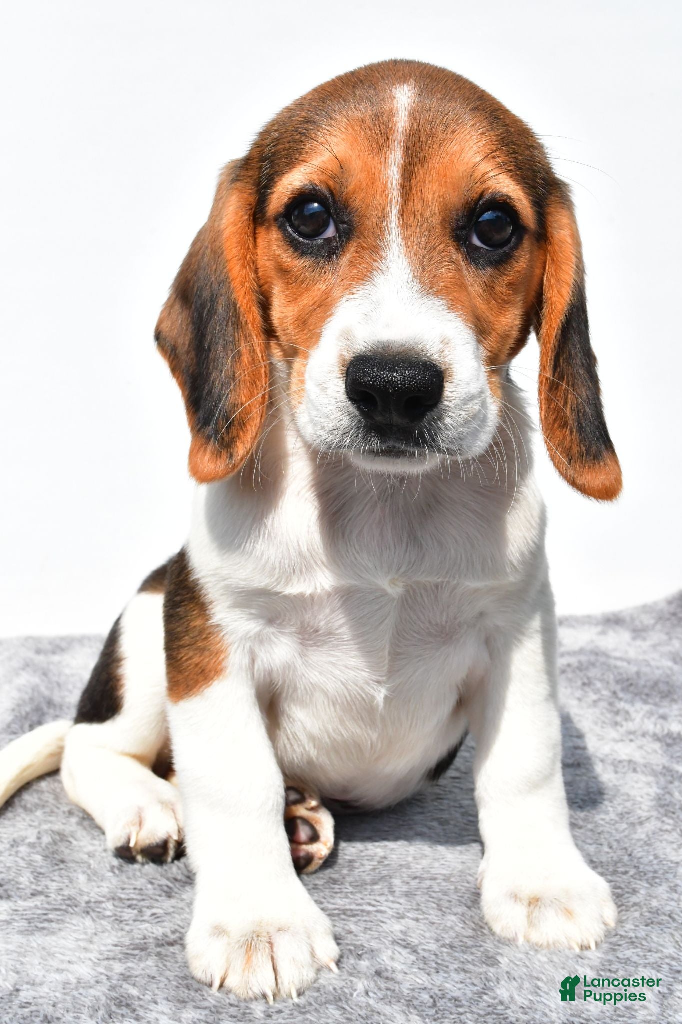 Beagle dogs Martha - Ad 2