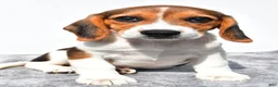 Beagle dogs for sale: Martha - Ad 2