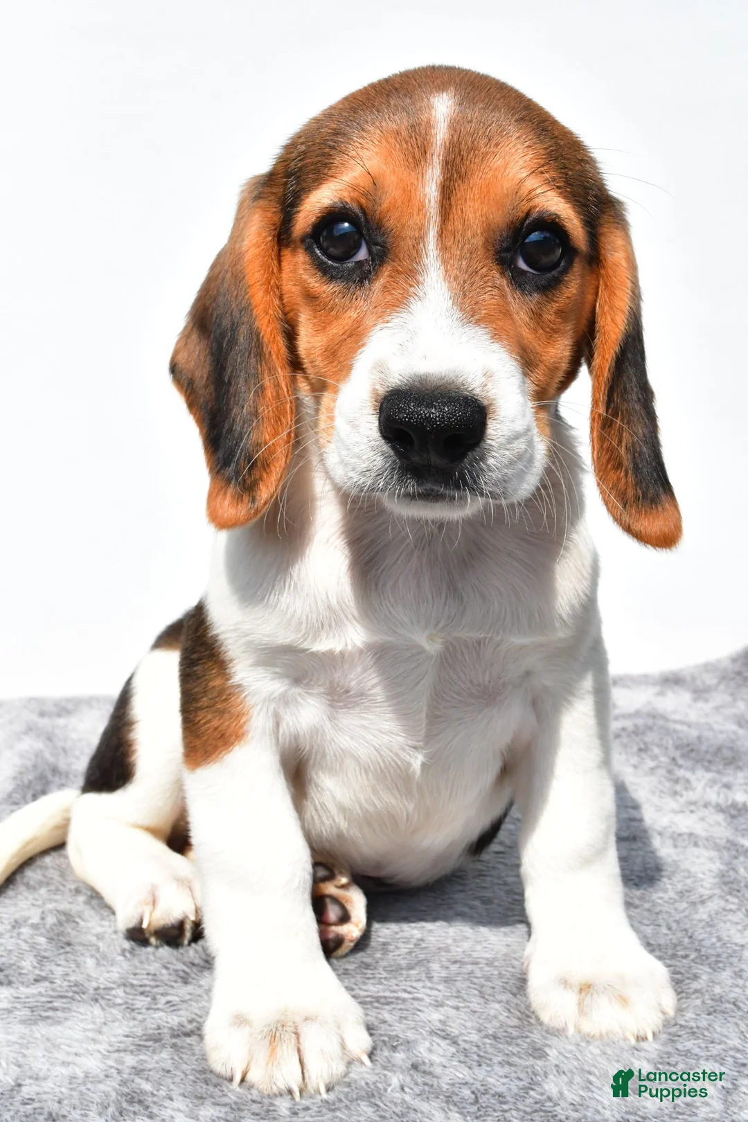 Beagle dogs for sale: Martha - Ad 2