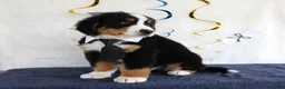 Bernese Mountain Dog dogs for sale: Marshall - Ad 3
