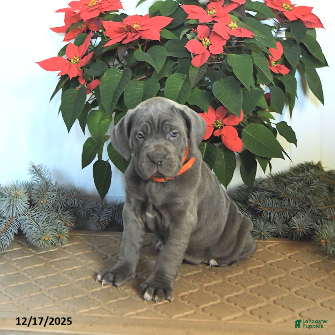 Cane Corso dogs for sale: Flame - Ad 3