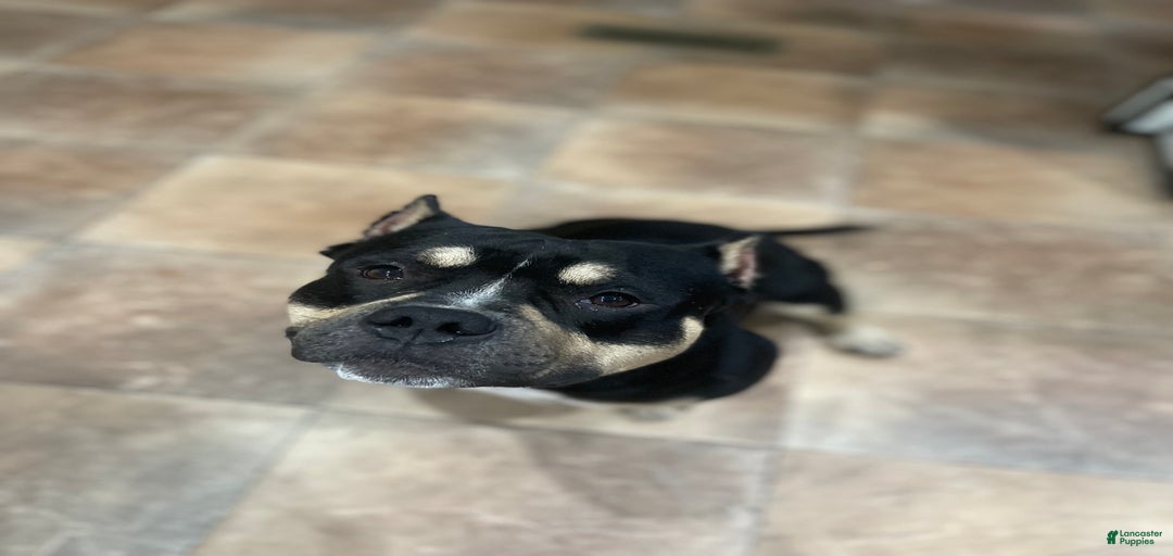 Gallery Image {{count}}