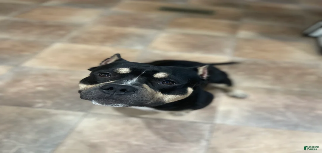 Gallery Image {{count}}