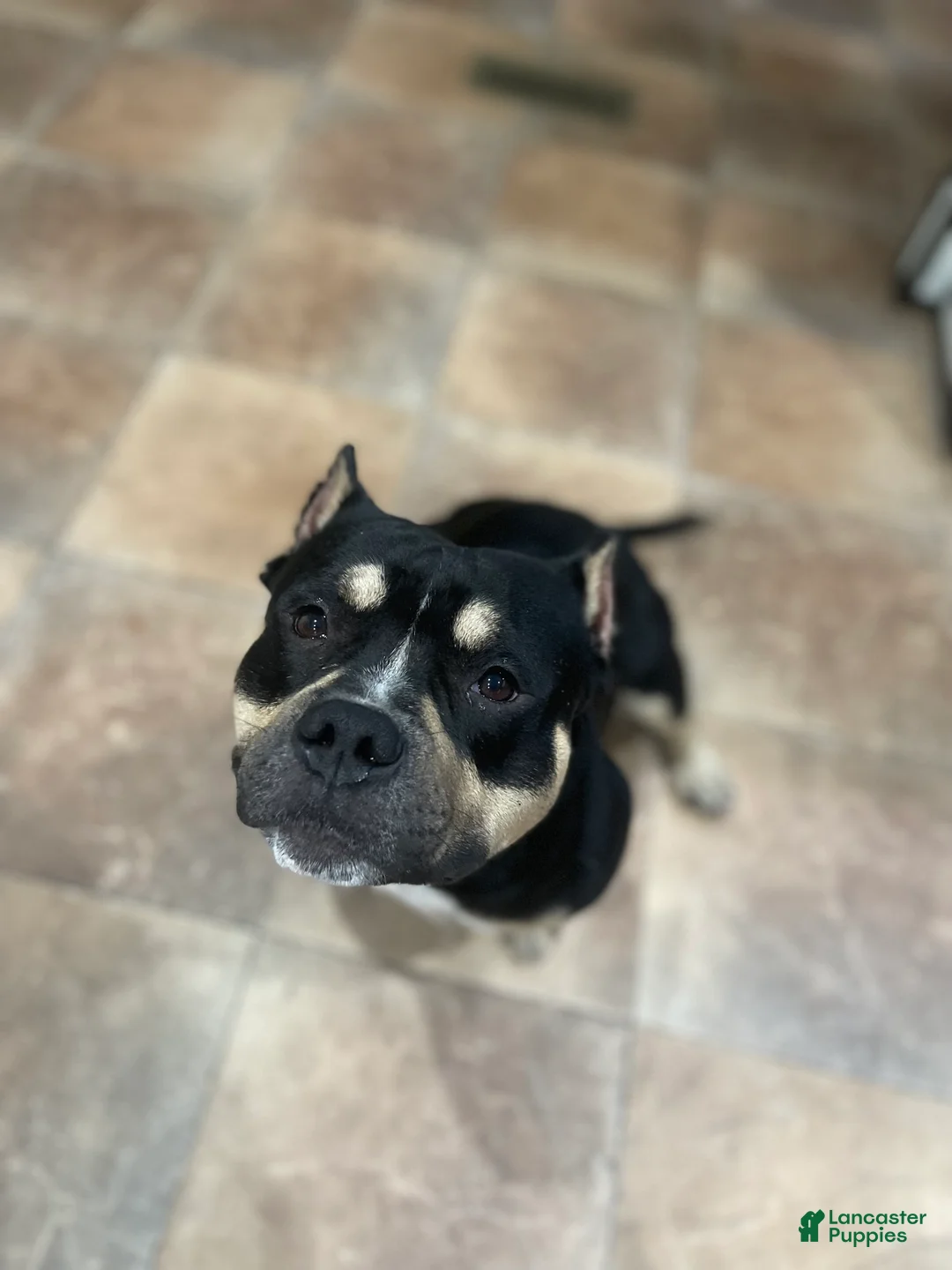 Gallery Image {{count}}