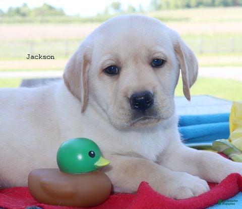 Labrador Retriever dogs Jackson - English Champ lines - Ad 2