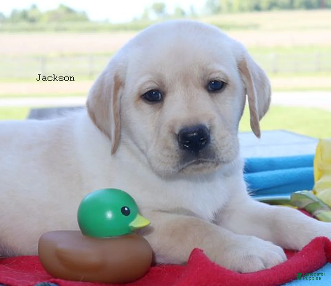 Labrador Retriever dogs for sale: Jackson - English Champ lines - Ad 2