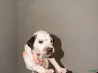 Dalmatian dogs Queen - Ad 24