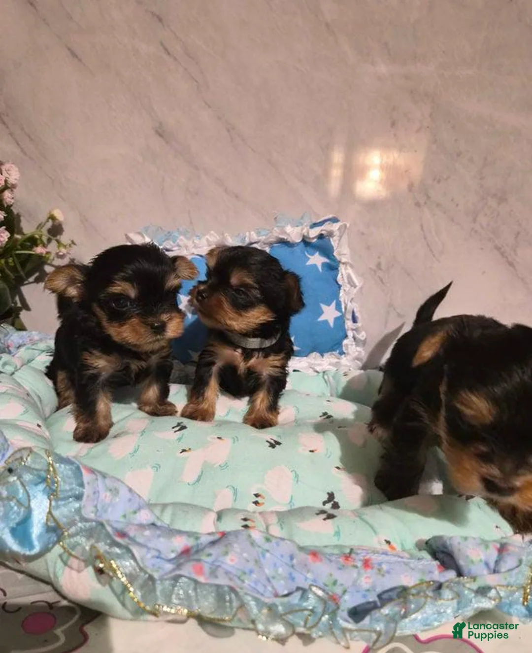 Yorkshire Terrier dogs for sale:  Carrel - Ad 4