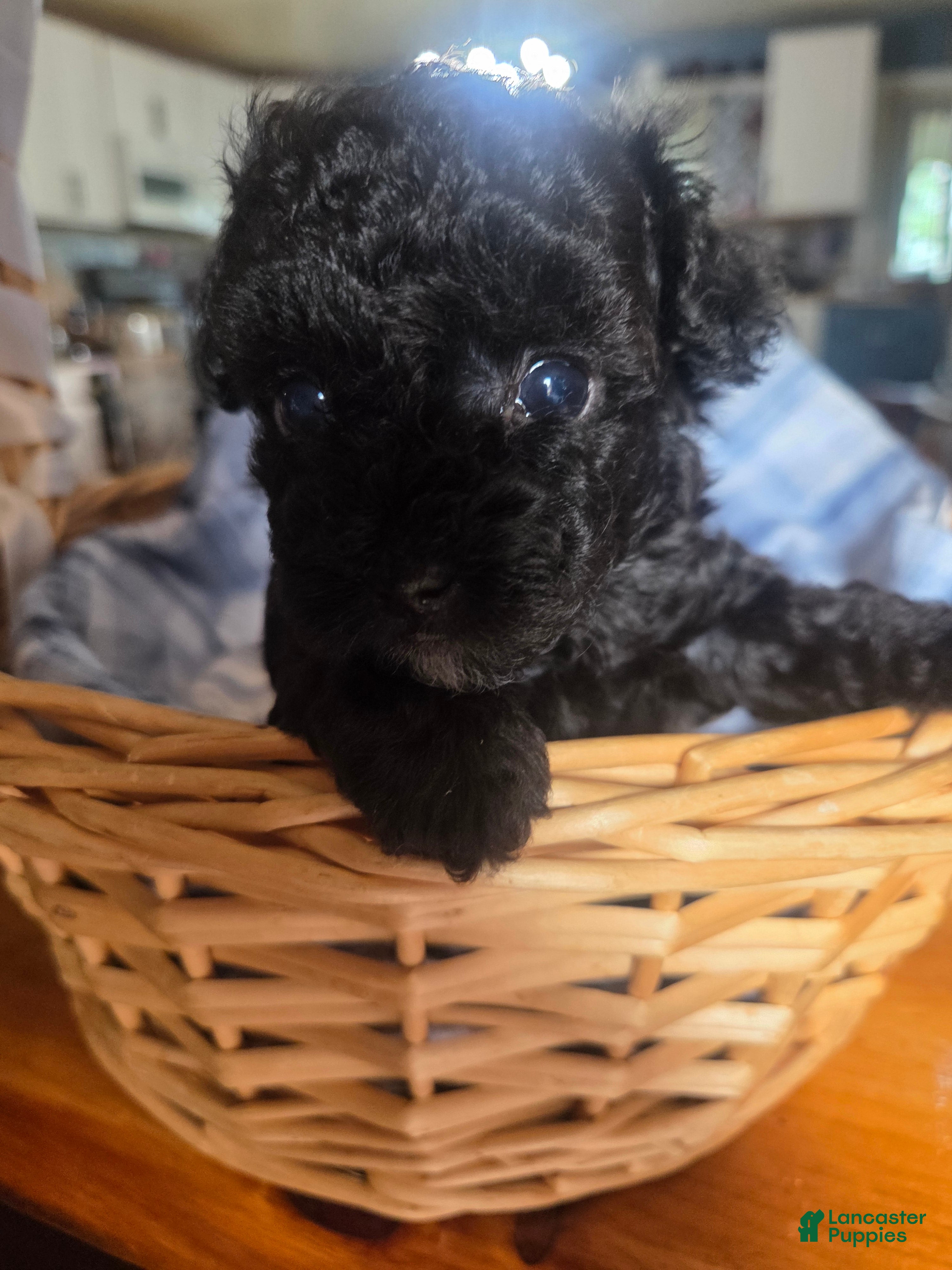 Toy Poodle dogs Toy Poodle 1 - Ad 2