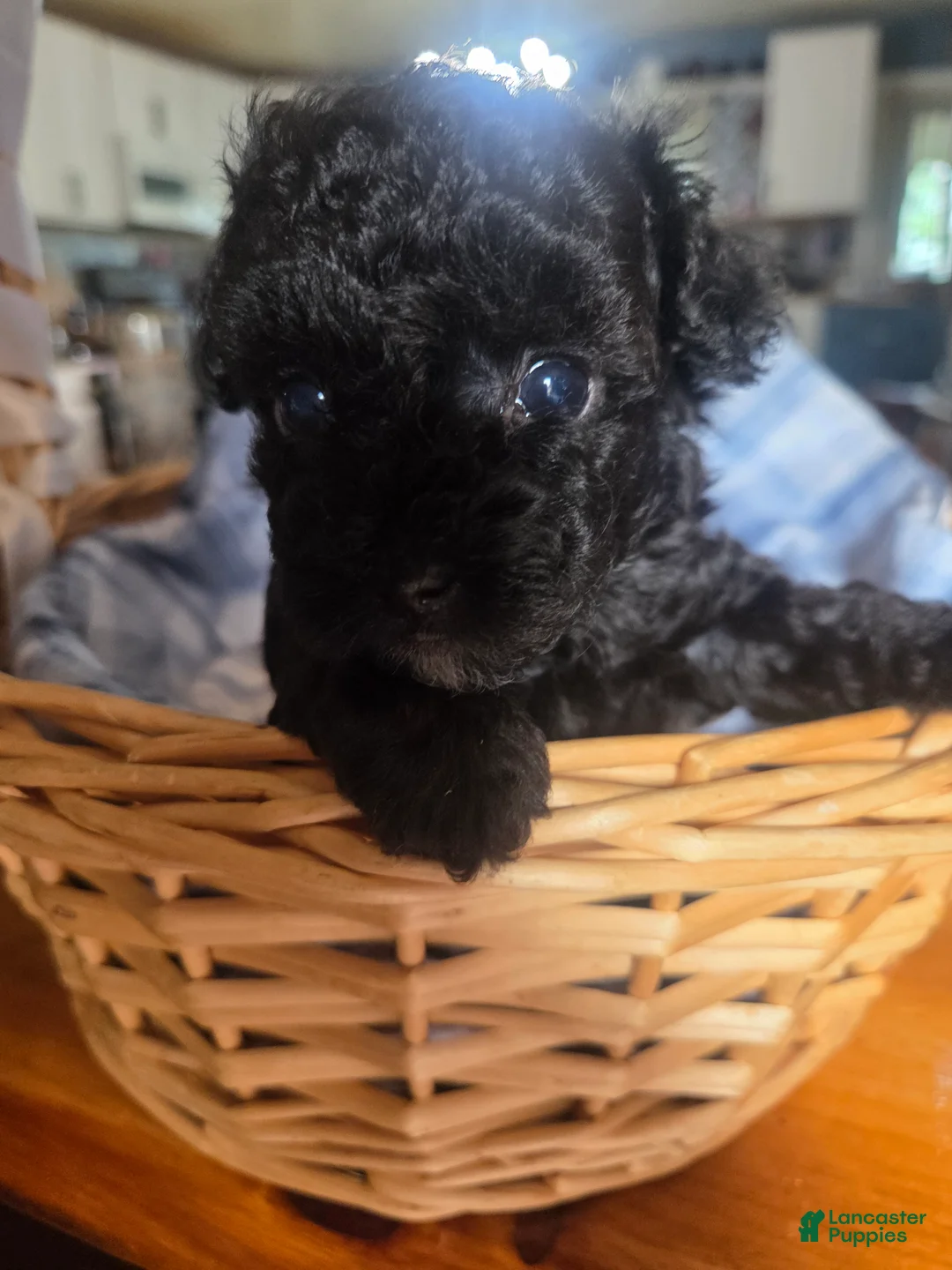 Toy Poodle dogs for sale: Toy Poodle 1 - Ad 1