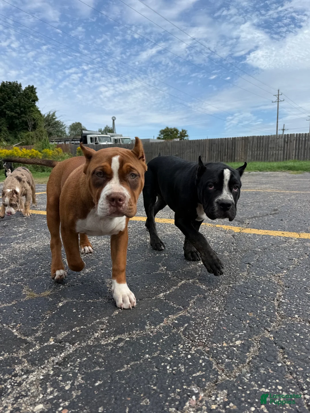American Bully dogs for sale:  Miss Mama - Ad 1