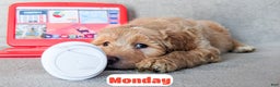 Goldendoodle dogs for sale: Monday - Ad 7
