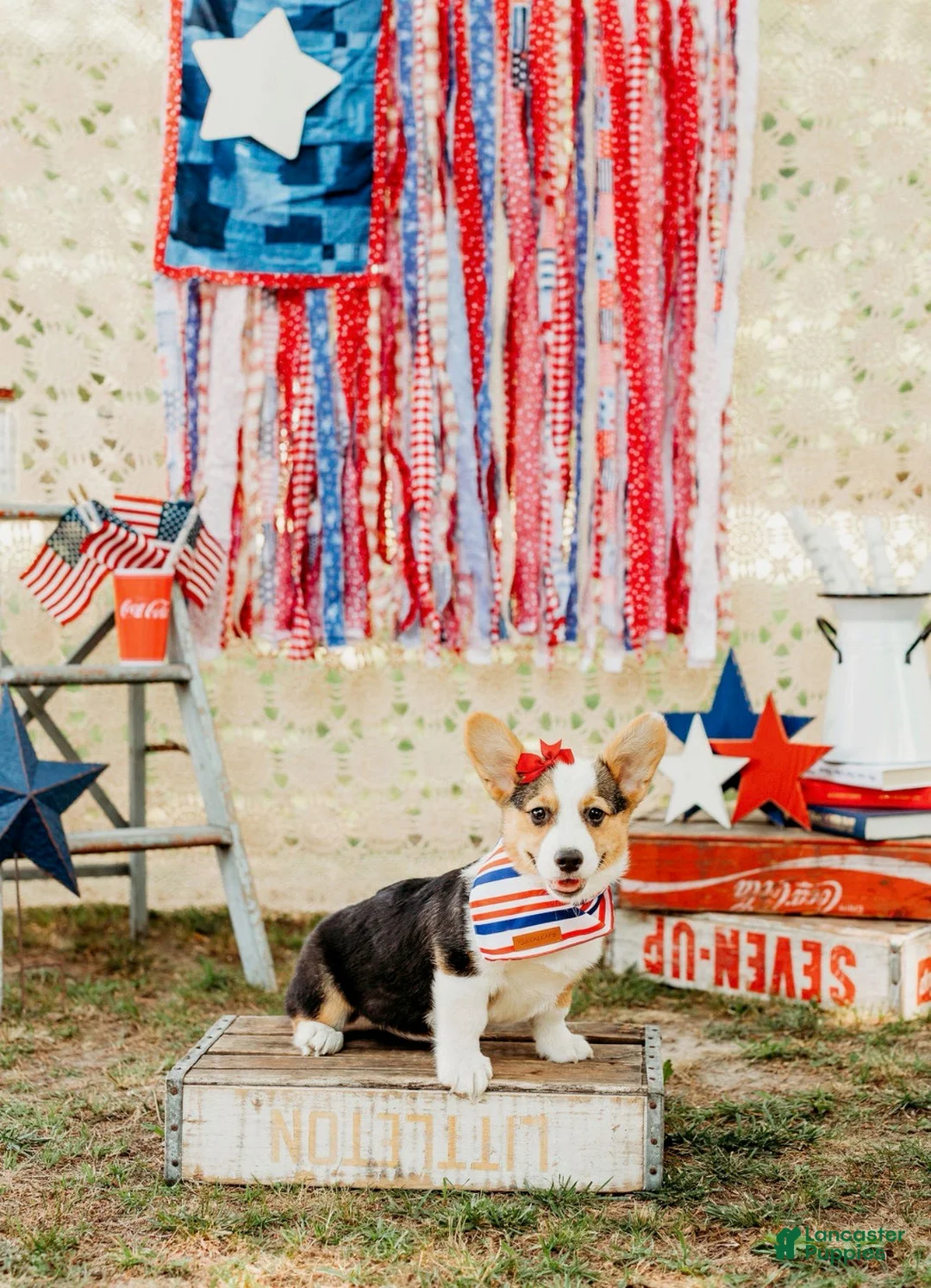 Welsh Corgi Pembroke dogs for sale: Molly - Ad 1